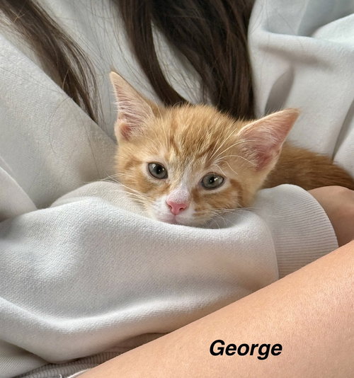 Harrys Cats : George
