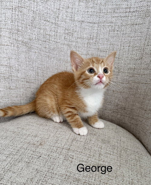 Harrys Cats : George, Baby Domestic Short Hair (short coat), cat for adoption in Hamilton, Ohio