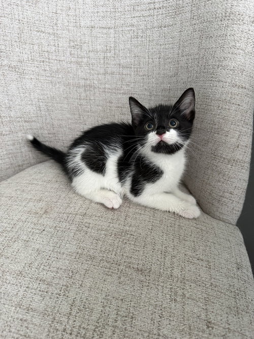 Harrys Cats : Ginny