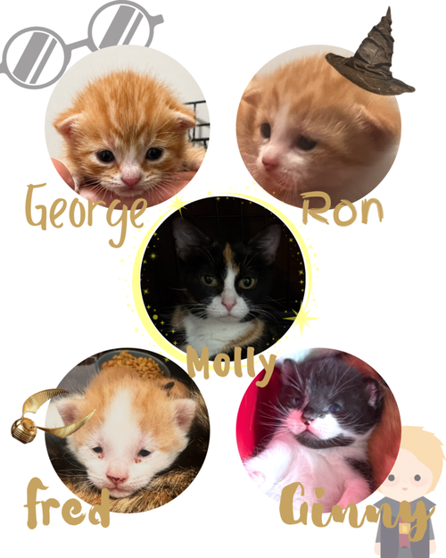 Harrys Cats photo 3