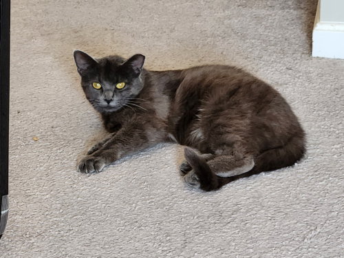 Wyoming : Iris, an adoptable Domestic Medium Hair in Aurora, IN
