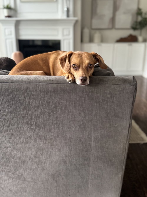 Mario Bros : Princess Peach, an adoptable Chihuahua in Aurora, IN