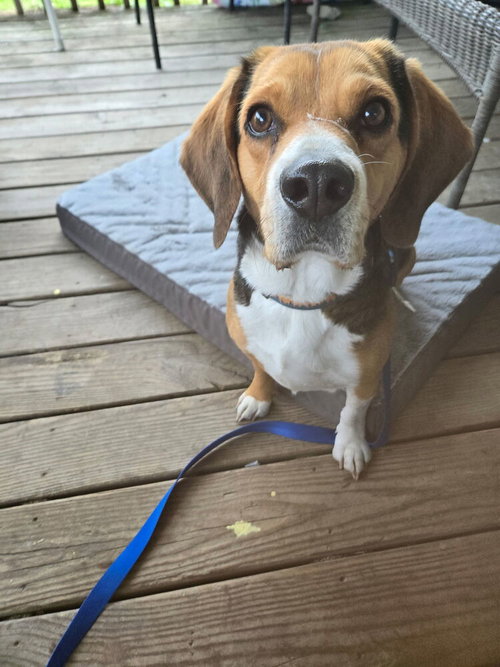 CD : Buddy Holly, an adoptable Beagle in Aurora, IN