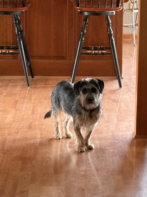 Sisters : Cammy, an adoptable Terrier in Aurora, IN