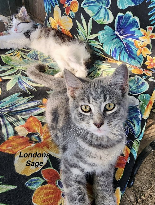 Londyn Kitties : Sage