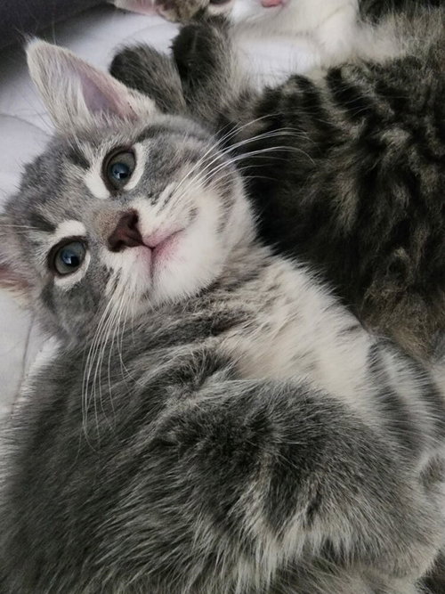 Londyn Kitties photo 2