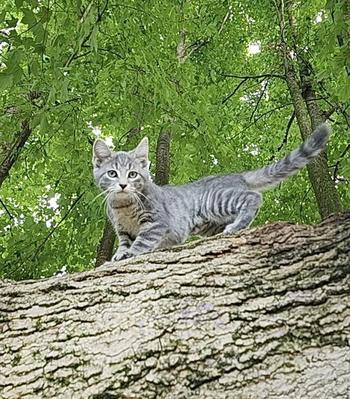 Londyn Kitties photo 3