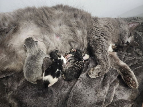 Londyn Kitties photo 4