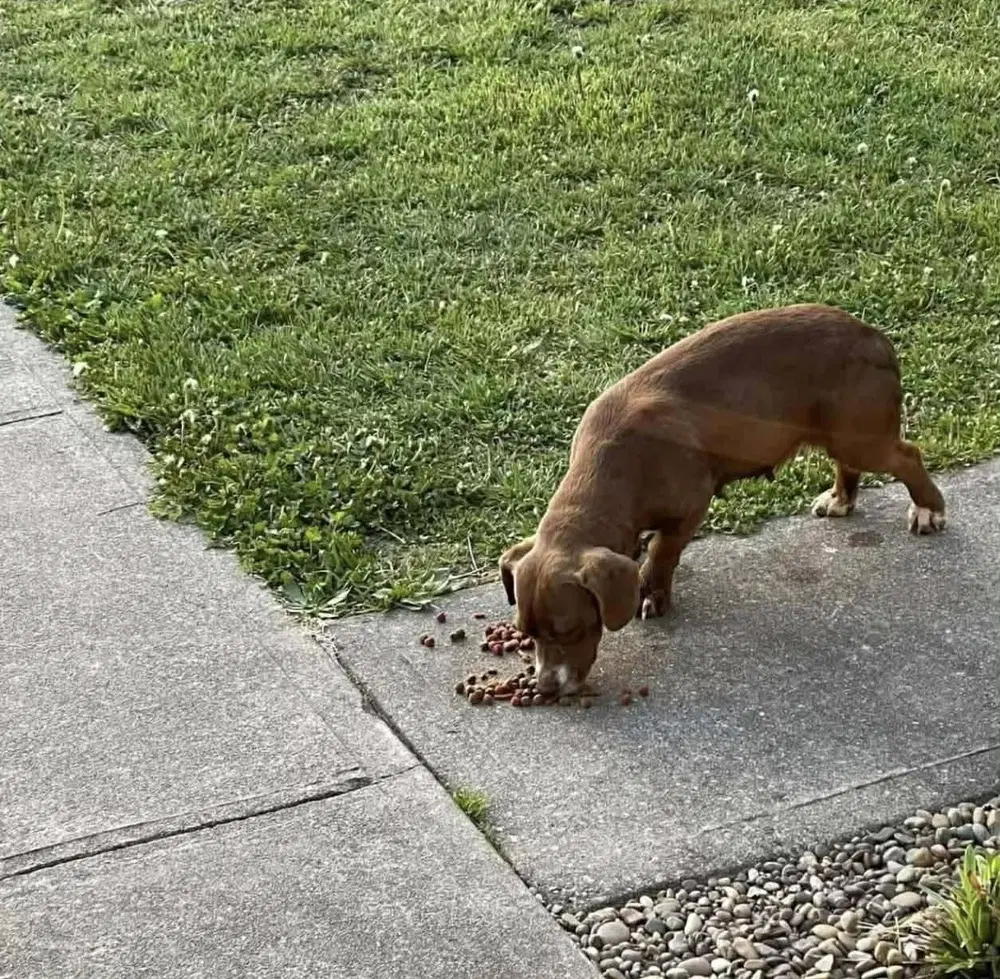 Brownie Mc image 3