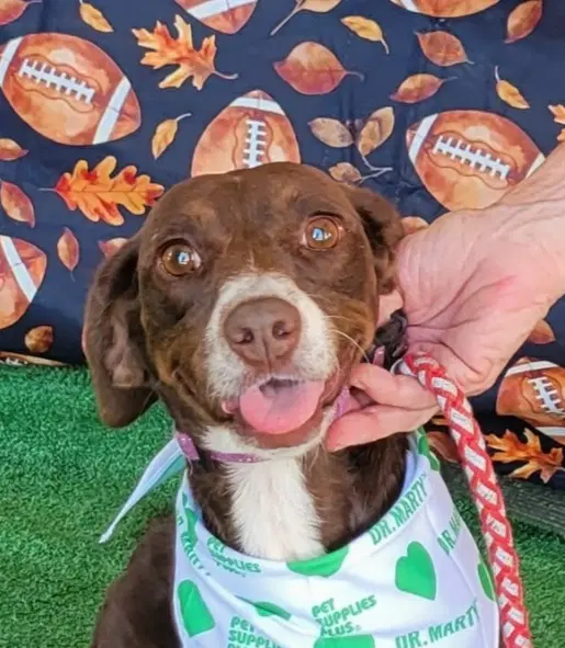 Brownie Mc - Dachshund