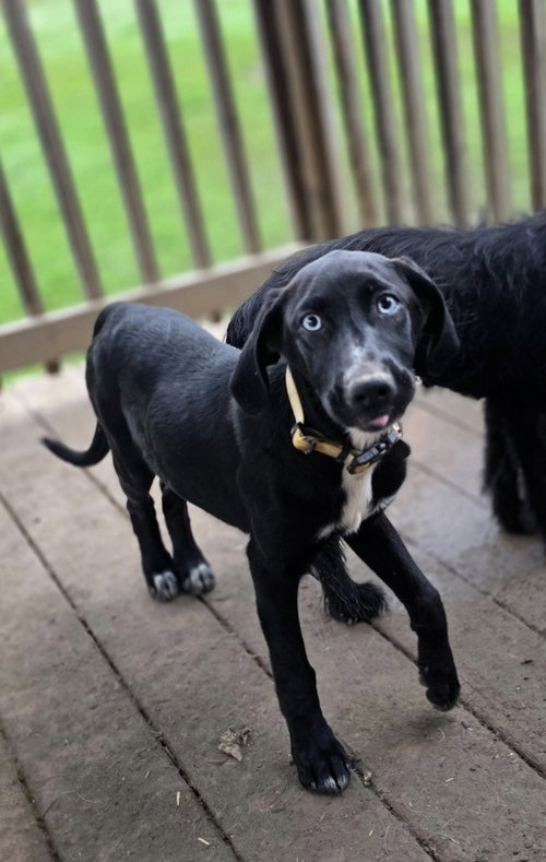 Sinatra : Frankie