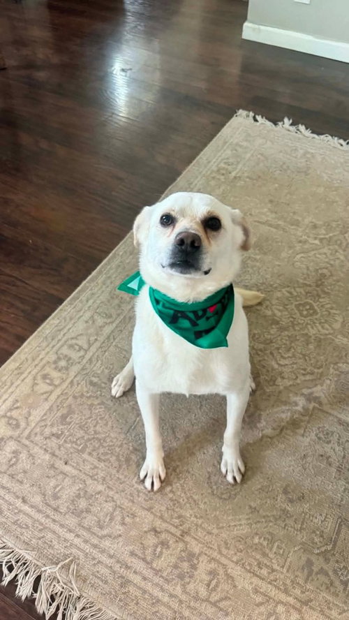 Munchi, an adoptable Labrador Retriever in Aurora, IN