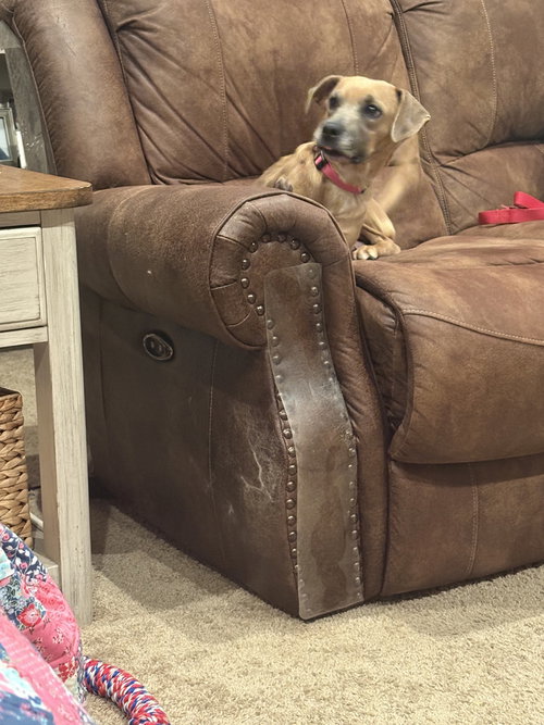 Mama Bee, an adoptable Beagle in Aurora, IN