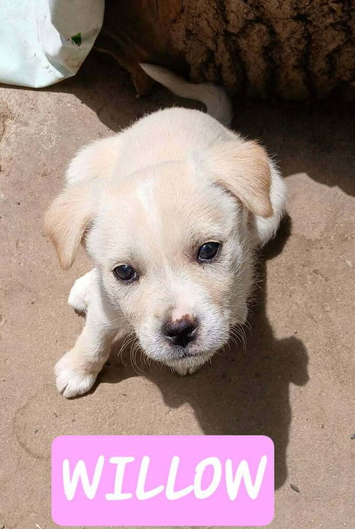 Family Trees : Willow, an adoptable Labrador Retriever in Aurora, IN