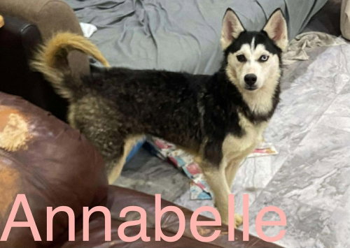 Seven Kingdoms : Tanselle (Annabelle), an adoptable Husky in Aurora, IN