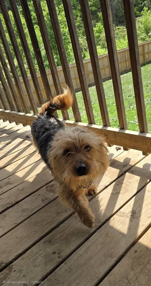 Olaf York, an adoptable Yorkshire Terrier Yorkie in Aurora, IN