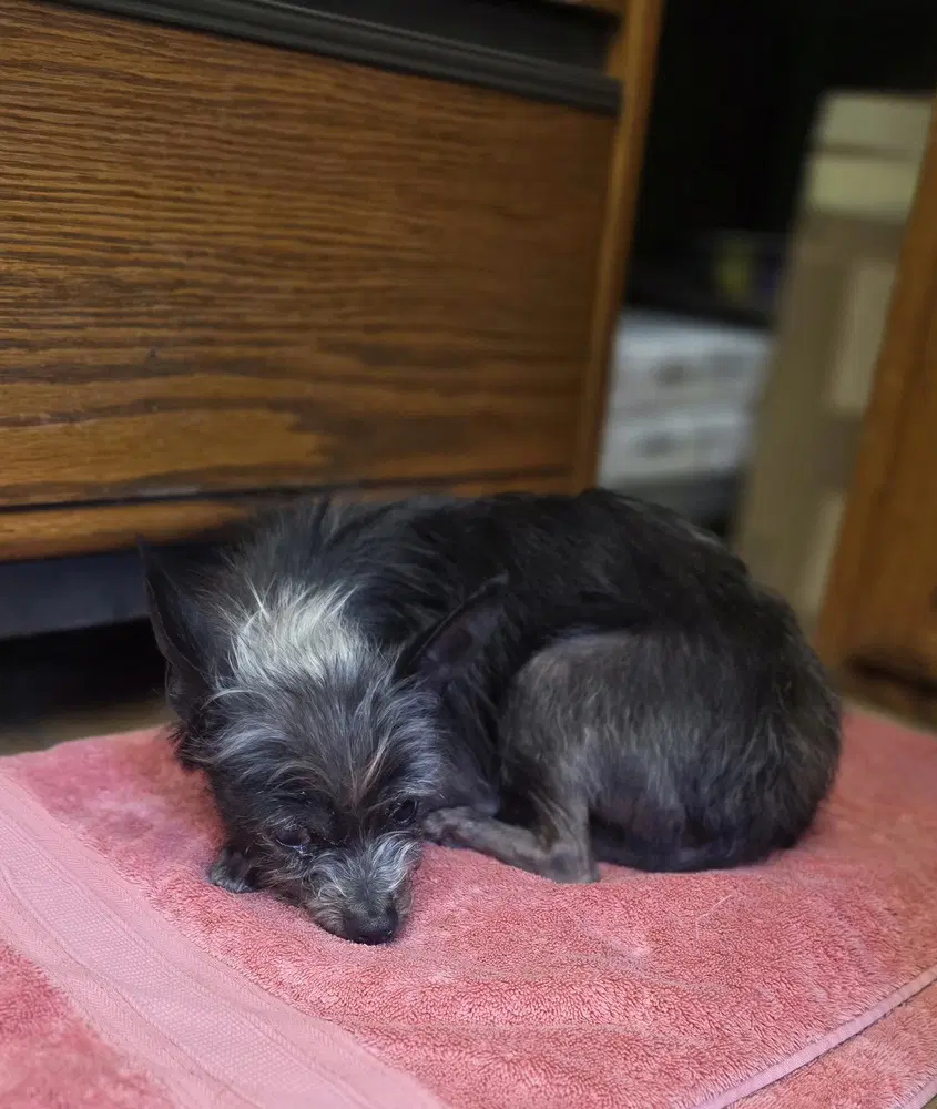 Lil Duke image 3