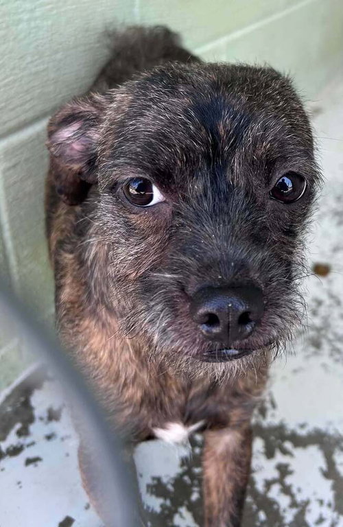 Dezy, an adoptable Yorkshire Terrier Yorkie in Aurora, IN