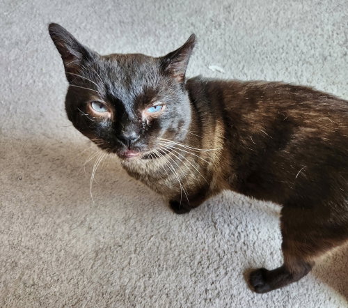 MASONS : BUDDY - Siamese available for adoption