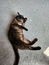 Masons : Buddy - Photo 3