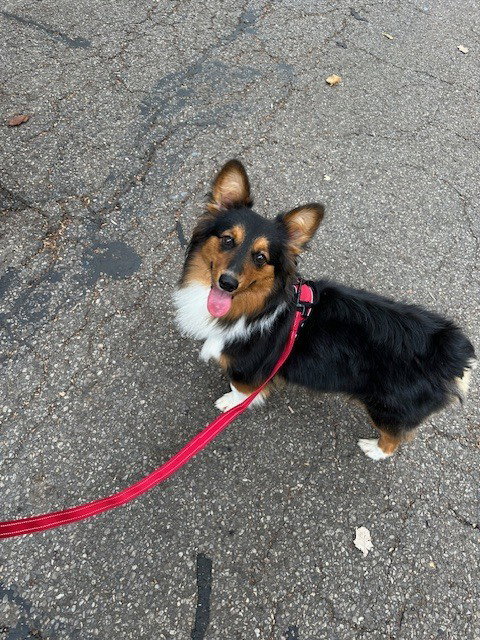 CD Oliver, an adoptable Corgi in Aurora, IN