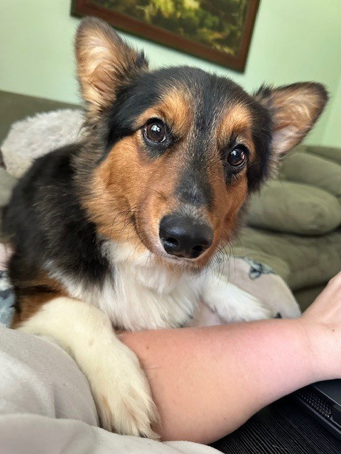 CD OLIVER - Corgi available for adoption