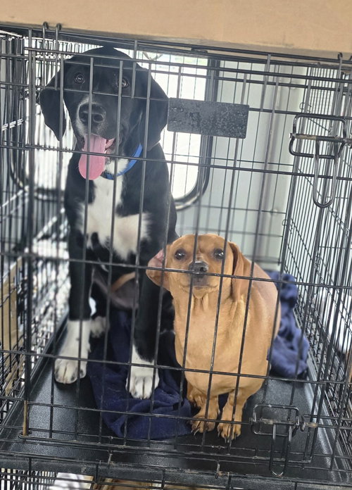 MISS ZOEY - Labrador Retriever / Border Collie available for adoption
