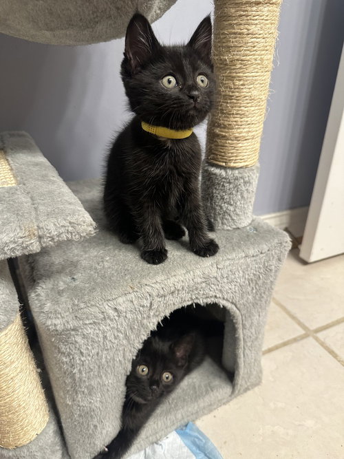 Copacabana Cats : Lola