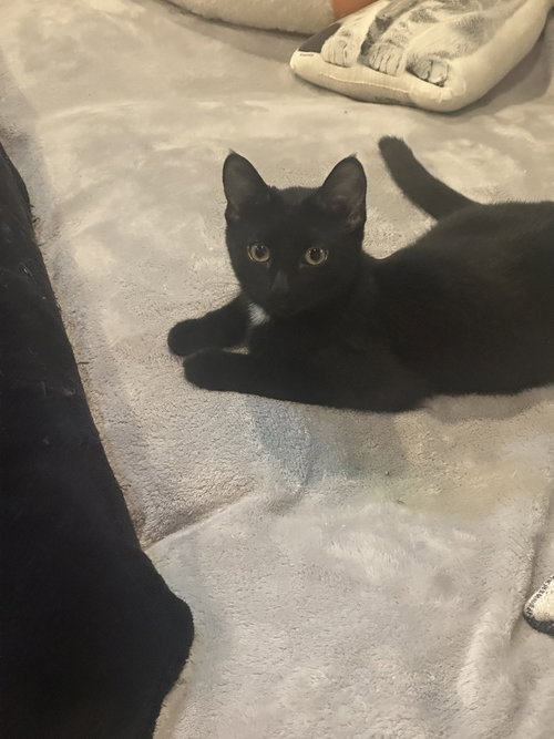 Copacabana Cats : Lola, a cat for adoption from Stray Haven Inc
