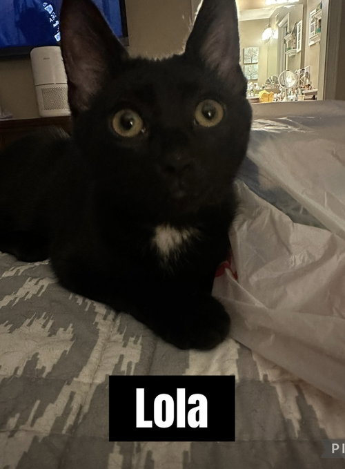 Photo 4 of Copacabana Cats : Lola