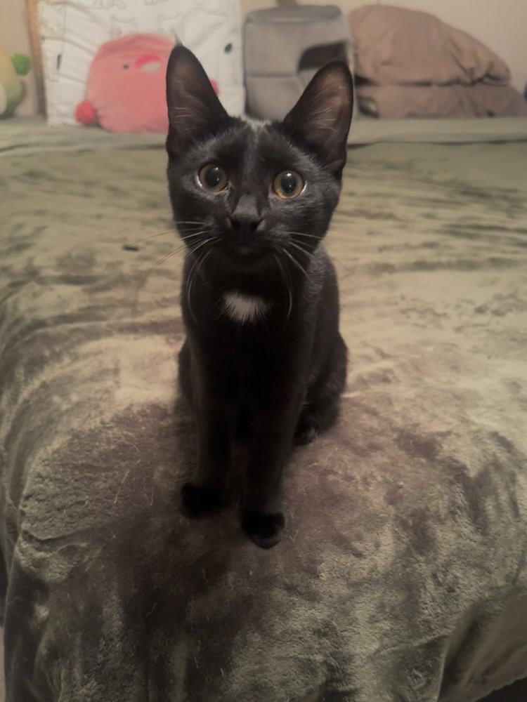 Copacabana Cats : Lola