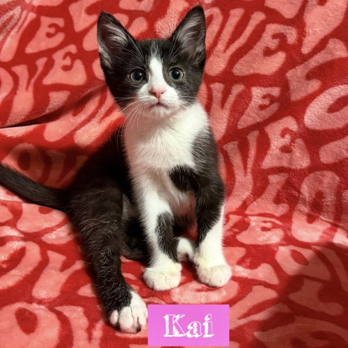Nautical kittys : Kai, a cat for adoption from Stray Haven Inc