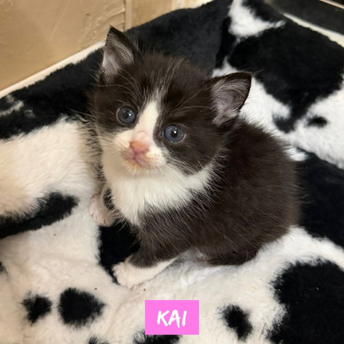 Photo 2 of Nautical kittys : Kai