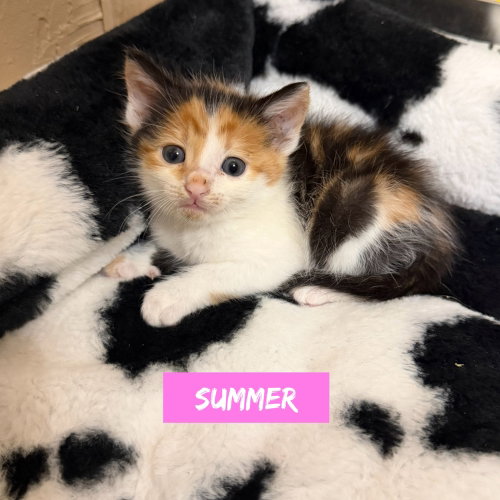 Nautical Kittys photo 2