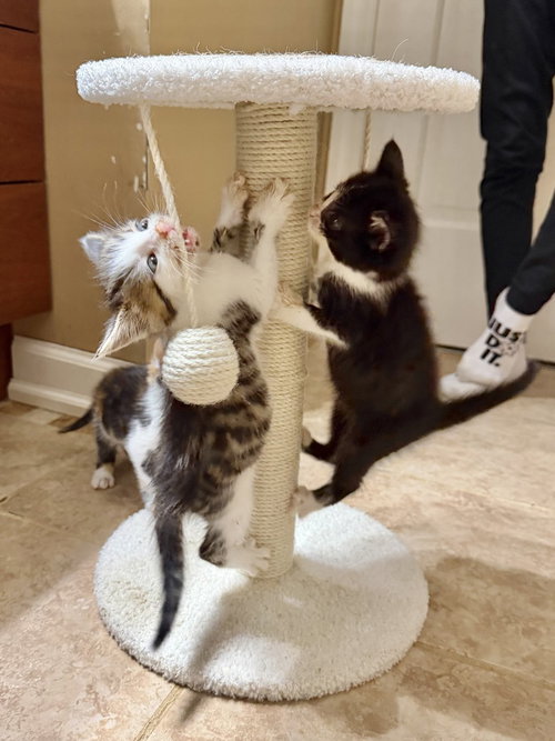 Nautical Kittys photo 4