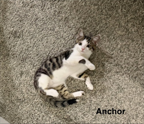 Nautical kittys : Anchor, a cat for adoption from Stray Haven Inc