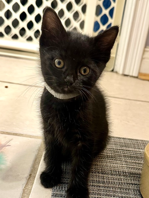 Copacabana Cats : Rico