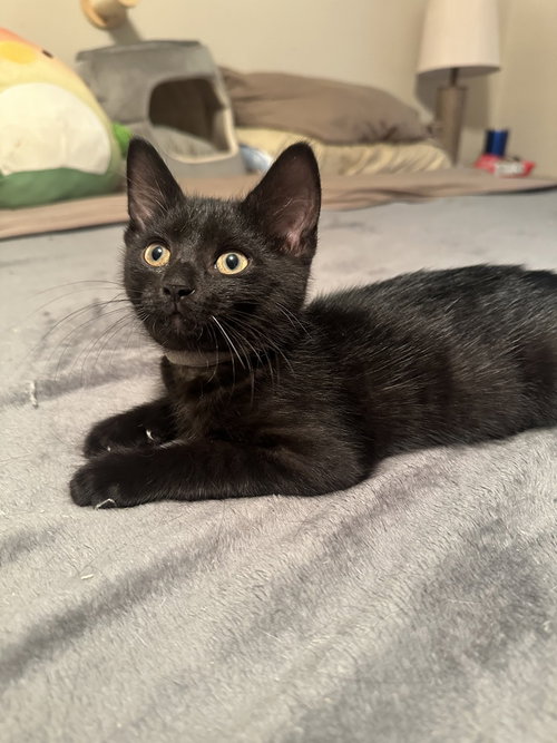 Copacabana Cats : Rico, a cat for adoption from Stray Haven Inc