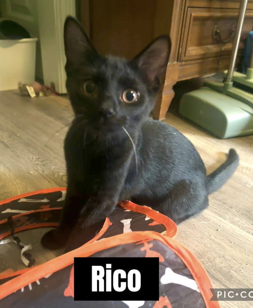 Photo 2 of Copacabana Cats : Rico
