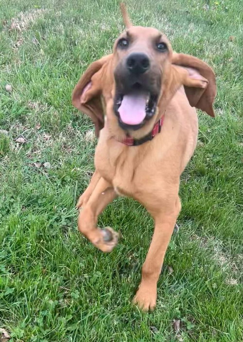 Duke Bros : Luke, an adoptable Bloodhound in Aurora, IN