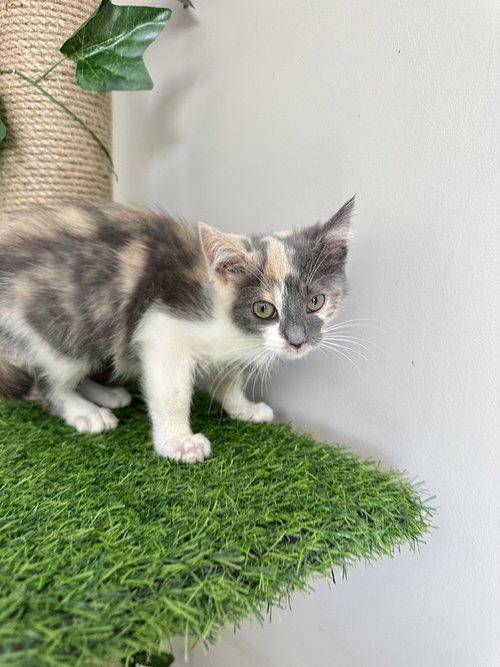 The Pitt Kitts : Cassie