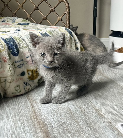 The Pitt Kitts : Langdon