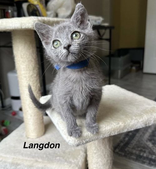 The Pitt Kitts : Langdon, Baby Domestic Short Hair (short coat), cat for adoption in Hamilton, Ohio