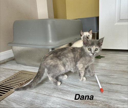 The Pitt Kitts : Dana