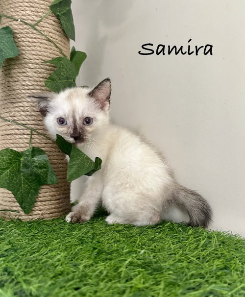 The Pitt Kitts : Samira