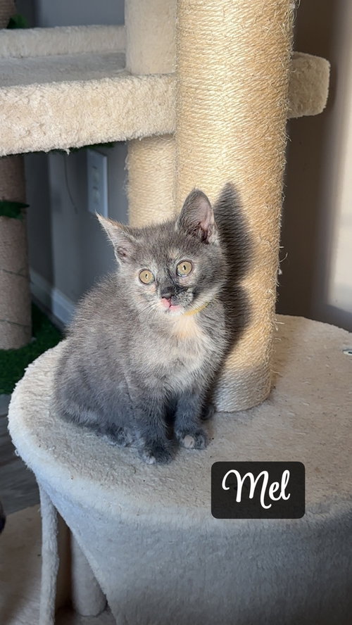 The Pitt Kitts : Mel