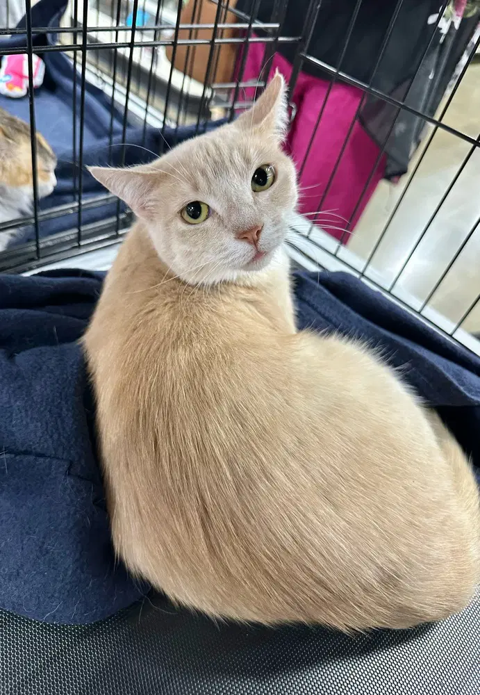 Gem Kitty  Pearl - Domestic Short Hair