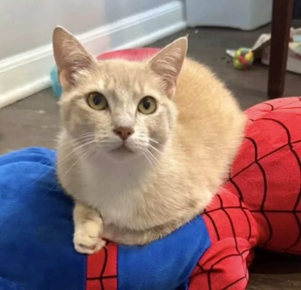 Gem Kitty  Pearl - Domestic Short Hair