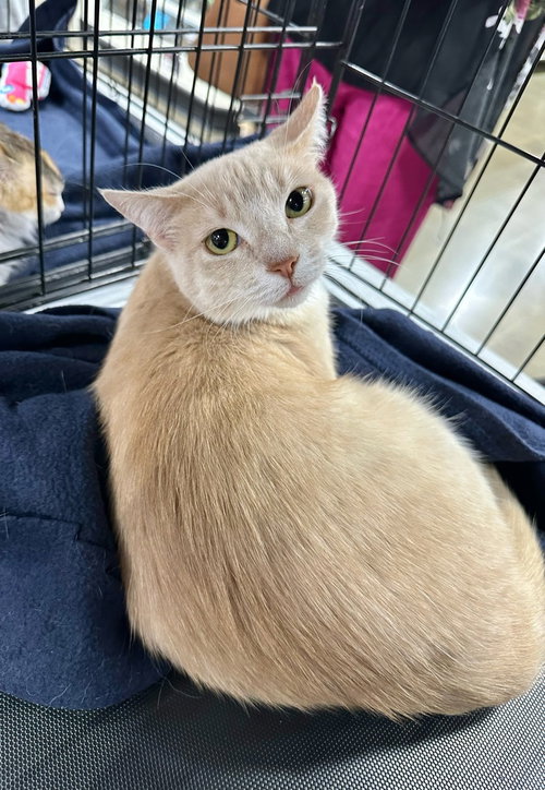Photo 2 of Gem Kitty : Pearl