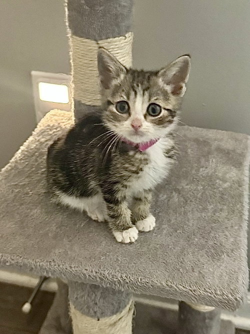 Gem Kitty : Ruby